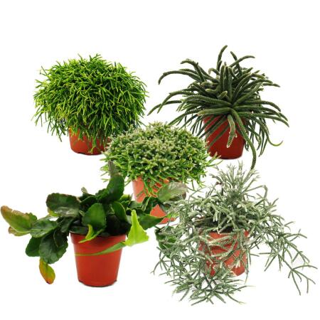 Rhipsalis - Cactus corail - en pot de 12cm - plante dintérieur succulente