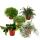 Rhipsalis - Cactus corail - en pot de 12cm - plante dintérieur succulente