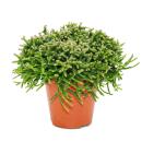 Rhipsalis burchelli - Cactus corail - en pot de 12cm -...