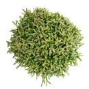 Rhipsalis burchelli - Cactus corail - en pot de 12cm - plante dintérieur succulente