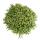 Rhipsalis burchelli - Cactus corail - en pot de 12cm - plante dintérieur succulente