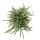 Rhipsalis baccifera horrida - Korallenkaktus - im 12cm Topf - sukkulente Zimmerpflanze