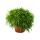 Rhipsalis baccifera Oasis - Cactus corail - en pot de 12cm - plante dintérieur succulente