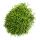 Rhipsalis baccifera Oasis - Cactus corail - en pot de 12cm - plante dintérieur succulente