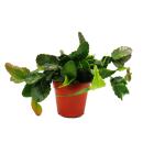 Rhipsalis forma rubra - Korallenkaktus - im 12cm Topf -...