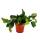 Rhipsalis forma rubra - Cactus corail - en pot de 12cm - plante dintérieur succulente