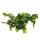 Rhipsalis forma rubra - Cactus corail - en pot de 12cm - plante dintérieur succulente