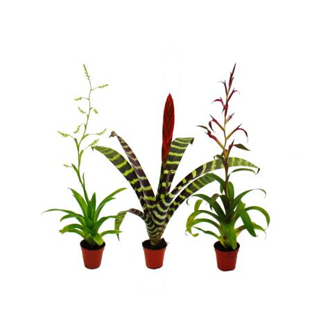 Trio de mini broméliacées - Set de 3 plantes aux inflorescences extraordinaires - pot de 5,5cm