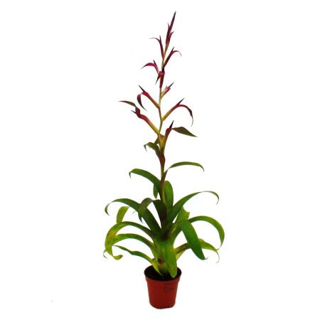 fargesia scabrida wachstum Fargesia scabrida 'Asian Wonder' / Roter Bambus XXL main image 0