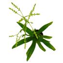 Trio de mini broméliacées - Set de 3 plantes aux inflorescences extraordinaires - pot de 5,5cm