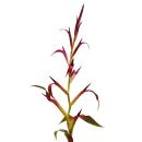 Trio de mini broméliacées - Set de 3 plantes aux inflorescences extraordinaires - pot de 5,5cm