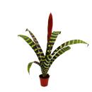 Trio de mini broméliacées - Set de 3 plantes aux inflorescences extraordinaires - pot de 5,5cm