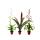 Trio de mini broméliacées - Set de 3 plantes aux inflorescences extraordinaires - pot de 5,5cm