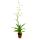 Trio de mini broméliacées - Set de 3 plantes aux inflorescences extraordinaires - pot de 5,5cm