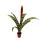 Trio de mini broméliacées - Set de 3 plantes aux inflorescences extraordinaires - pot de 5,5cm
