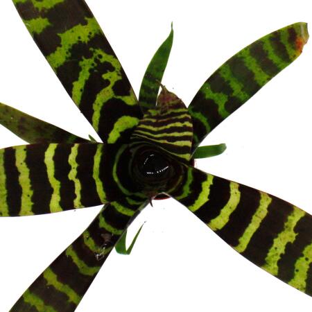 Mini-Bromelien-Set "Nature's Touch" - 4 Pflanzen mit ausgefallener na