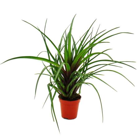 Mini-Bromelien-Set "Nature's Touch" - 4 Pflanzen mit ausgefallener na