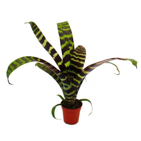 efeu baltica kaufen Nordafrikanischer Efeu kaufen | Hedera algeriensis 'Gloire de Marengo' main image 1