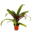Mini-Bromelien-Set "Natures Touch" - 4 Pflanzen mit ausgefallener natürlicher Optik - 5,5cm Topf