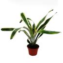 Mini-Bromelien-Set "Natures Touch" - 4 Pflanzen mit ausgefallener natürlicher Optik - 5,5cm Topf
