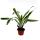 Mini-Bromelien-Set "Natures Touch" - 4 Pflanzen mit ausgefallener natürlicher Optik - 5,5cm Topf