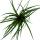 Mini-Bromelien-Set "Natures Touch" - 4 Pflanzen mit ausgefallener natürlicher Optik - 5,5cm Topf