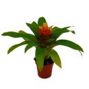 Mini-Guzmanien-Trio - Set mit 3 bunten Bromelien in 3 Farben - 5,5cm Topf