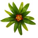 Mini-Guzmanien-Trio - Set mit 3 bunten Bromelien in 3 Farben - 5,5cm Topf