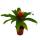 Mini-Guzmanien-Trio - Set mit 3 bunten Bromelien in 3 Farben - 5,5cm Topf