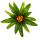 Mini-Guzmanien-Trio - Set mit 3 bunten Bromelien in 3 Farben - 5,5cm Topf