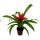 Mini-Guzmanien-Trio - Set mit 3 bunten Bromelien in 3 Farben - 5,5cm Topf