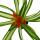 Mini-Guzmanien-Trio - Set mit 3 bunten Bromelien in 3 Farben - 5,5cm Topf