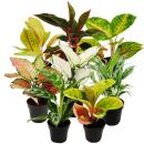 Aglaonema - Filament dépi bigarré -...