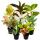 Aglaonema - Buntblättriger Kolbenfaden - Ausgefallene Sorten - 12cm - ca. 25-30cm hoch
