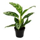 Aglaonema Amazon Silver - Filament coloré en...