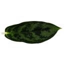 Aglaonema Amazon Silver - Filament coloré en épi - Variétés insolites - 12cm - hauteur env. 25-30cm