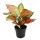 Aglaonema Crimson Love - Buntblättriger Kolbenfaden - Ausgefallene Sorten - 12cm - ca. 25-30cm hoch