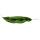 Aglaonema Greyhound - Buntblättriger Kolbenfaden - Ausgefallene Sorten - 12cm - ca. 25-30cm hoch