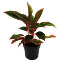 Aglaonema Jungle Red - Variegated cob thread - Unusual...