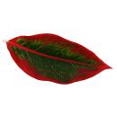 Aglaonema Jungle Red - Buntblättriger Kolbenfaden - Ausgefallene Sorten - 12cm - ca. 25-30cm hoch
