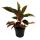 Aglaonema Jungle Red - Buntblättriger Kolbenfaden - Ausgefallene Sorten - 12cm - ca. 25-30cm hoch