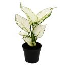 Aglaonema White Joy - Filament dépi bigarré...