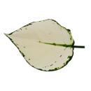 Aglaonema White Joy - variegated cob thread - unusual varieties - 12cm - approx. 25-30cm high