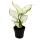 Aglaonema White Joy - variegated cob thread - unusual varieties - 12cm - approx. 25-30cm high