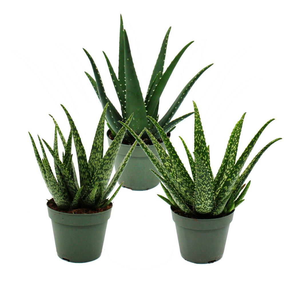 aloe vera organic 5 in 1 Nature Republic 5 Step Mild & Moisture Aloe Vera Daily Set main image 0