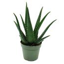 Aloe medivera Equator - New Aloe vera variety - 14cm pot...