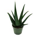 Aloe medivera Equator - New Aloe vera variety - 14cm pot - approx. 30cm high