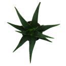 Aloe medivera Equator - New Aloe vera variety - 14cm pot - approx. 30cm high