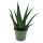 Aloe medivera Equator - New Aloe vera variety - 14cm pot - approx. 30cm high