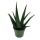 Aloe medivera Equator - New Aloe vera variety - 14cm pot - approx. 30cm high